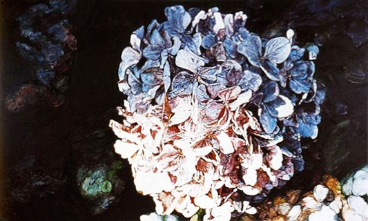 Hydrangea, oil on canvas by Joseph Raffael