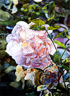 Roses Reverie, watercolor on paper by Joseph Raffael