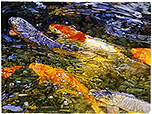 Autumn Fish II - watercolor on paper painting by Joseph Raffael