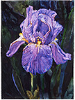 Iris - watercolor on paper painting by Joseph Raffael