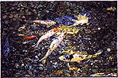 First Pond Fish II - watercolor on paper painting by Joseph Raffael