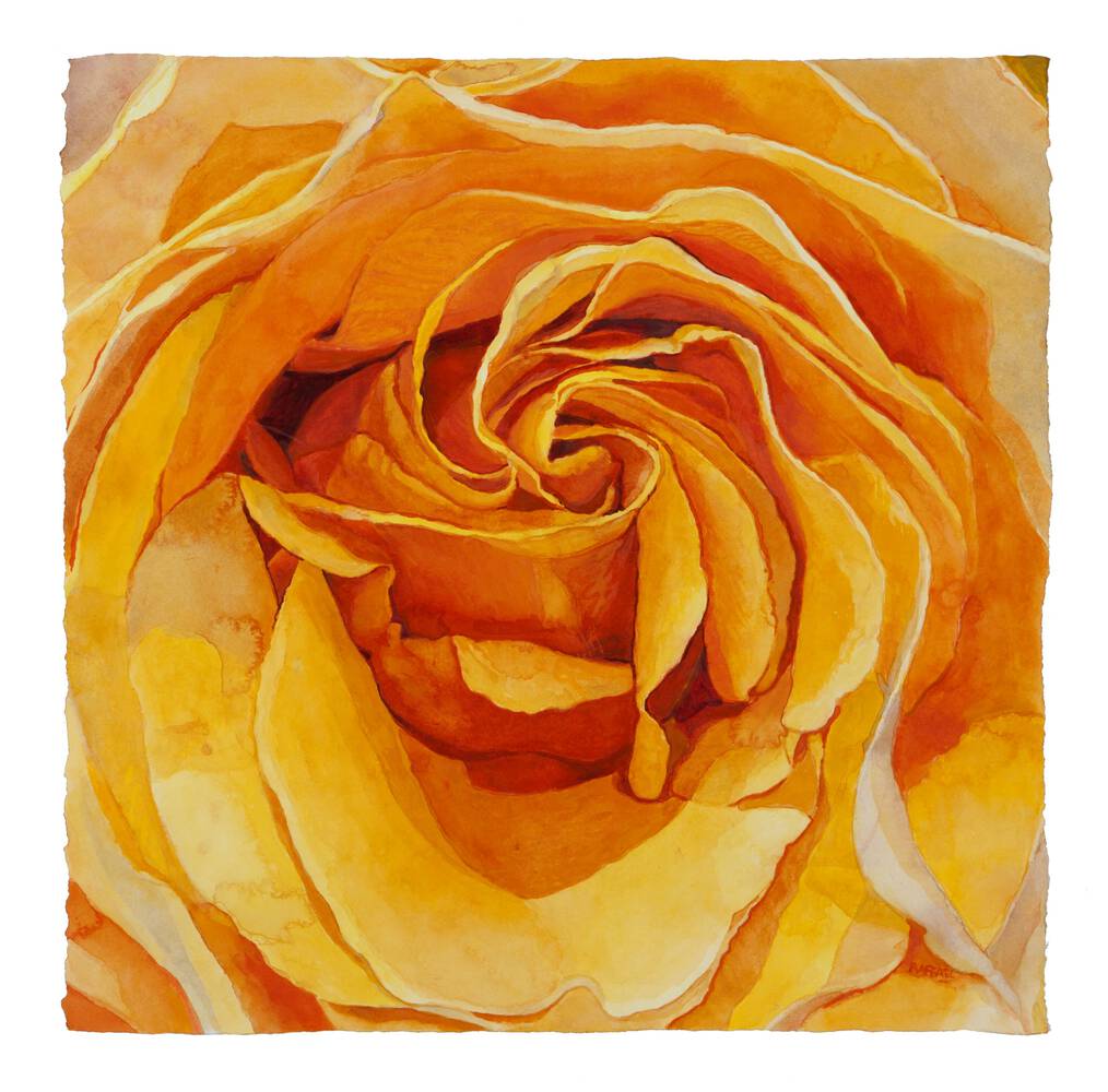 A Rose for Nancy - watercolor on paper by Joseph Raffael