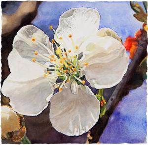 Blossom and Bud - watercolor on paper painting by Joseph Raffael