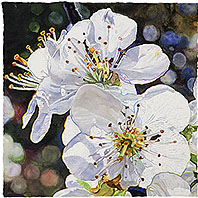 Light in Spring - watercolor on paper painting by Joseph Raffael