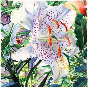 Lily - watercolor on paper painting by Joseph Raffael