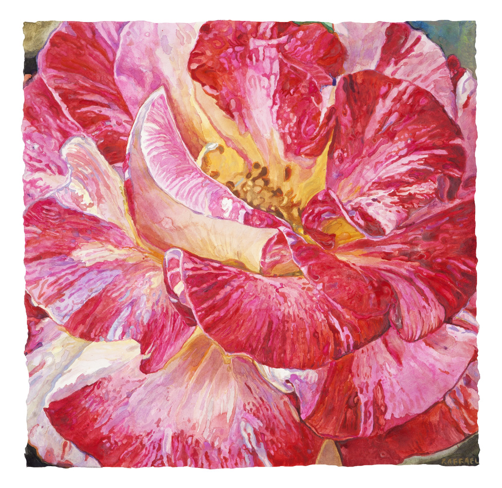 Red Rose Swirling - watercolor on paper by Joseph Raffael