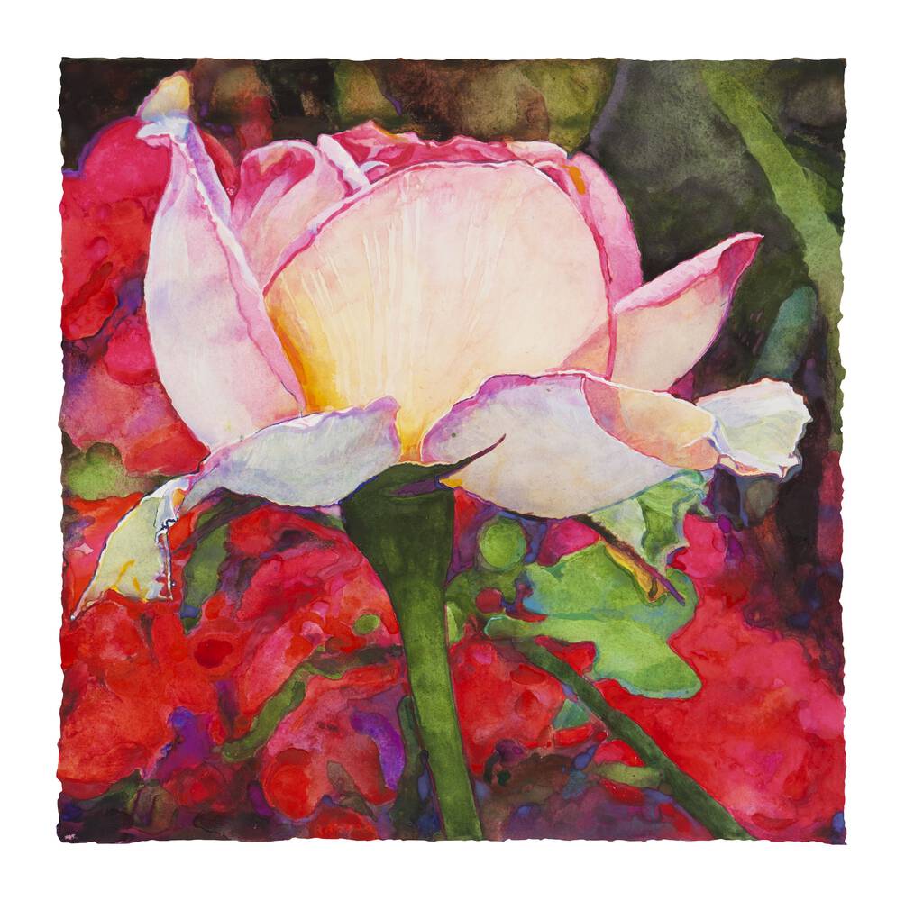 Sunset Rose - watercolor on paper by Joseph Raffael