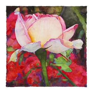 Sunset Rose - watercolor on paper painting by Joseph Raffael