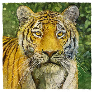 Tiger - watercolor on paper painting by Joseph Raffael